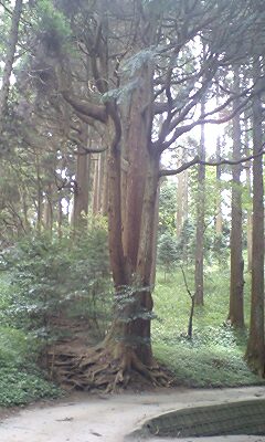 ☆幣立の杉.jpg